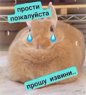 Video sticker 🤩 Крол @michellenightsweet22