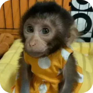 Telegram sticker 🌟 @PizarraNegra :: @fStikBot