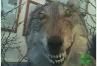Video sticker 🐺 Dana's Death @Diavolos