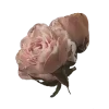 Sticker 🌹 винтаж @TgEmodziBot