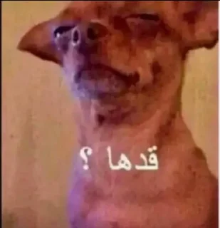 Телеграм стикер 😏 Best friende