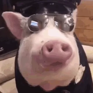 Video sticker 🐖 Больше стиков тут: @stikery4