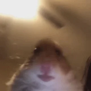 Video sticker 🐹 Больше стиков тут: @stikery4