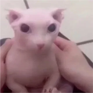 Video sticker 👨‍❤️‍💋‍👨 @sexstikkers