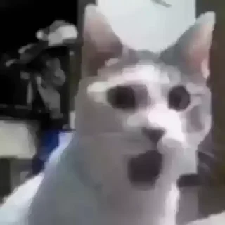 Video sticker 😊 @round_stickers