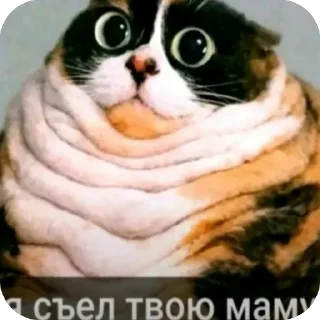 Video sticker 🥩 tiktok funny 2-->@strogo_stickers