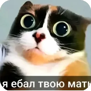 Sticker 🐱 tiktok funny 2-->@strogo_stickers