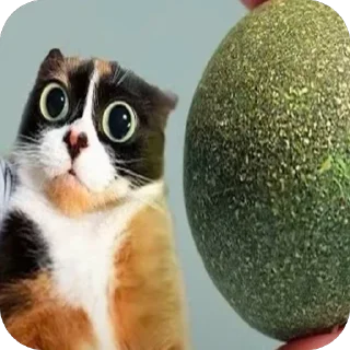 Telegram sticker 🐱 tiktok funny 2-->@strogo_stickers