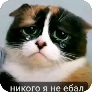Video sticker 🐱 tiktok funny 2-->@strogo_stickers