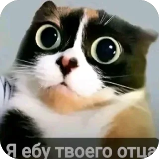 Video sticker 😸 tiktok funny 2-->@strogo_stickers