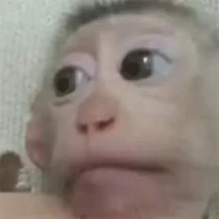 Video sticker 🐵 dévasté 🧛🏻 :: @fStikBot