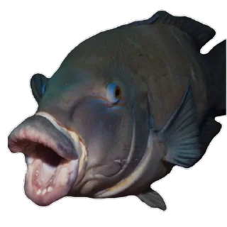 Video sticker 😱 Fis