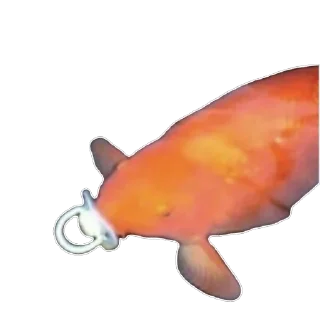 Video sticker 🍼 Fis