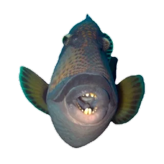 Video sticker 😲 Fis