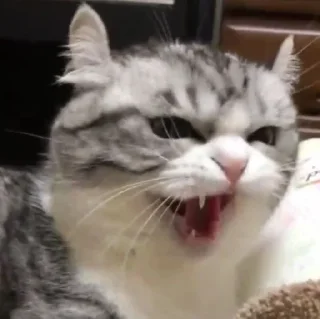 Video sticker 🤔 Karan ☭s kang pack