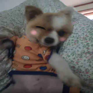 Telegram sticker 😀 호밍빡이 최고여