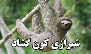 Telegram sticker 🦥 استیکر قومیتی @Shash_Gif