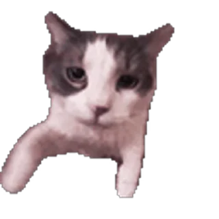 Video sticker 😽 Больше стиков тут: @stikery4