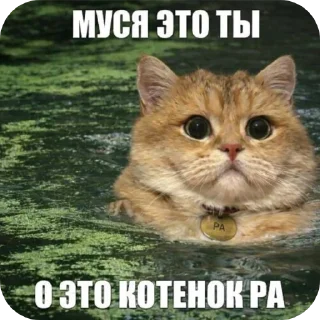 Telegram sticker 🐱 пиво и пенис
