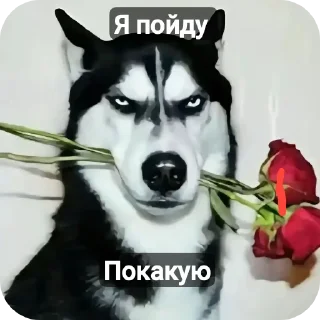 Телеграм стикер 🐱 Мемчики @StickersRusbot