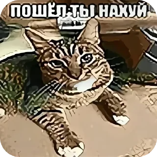 Video sticker 🖼 Мемчики @StickersRusbot