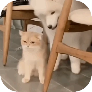 Video sticker 😋 𝙊𝙥𝙨 ! 𝙈𝙮 𝙎𝙩𝙞𝙘𝙠𝙚𝙧 : 𝘽𝙚𝙩𝙖