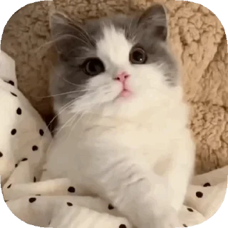 Video sticker 🙃 𝙊𝙥𝙨 ! 𝙈𝙮 𝙎𝙩𝙞𝙘𝙠𝙚𝙧 : 𝘽𝙚𝙩𝙖