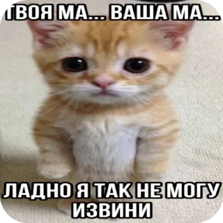 Video sticker 🐱 Стики