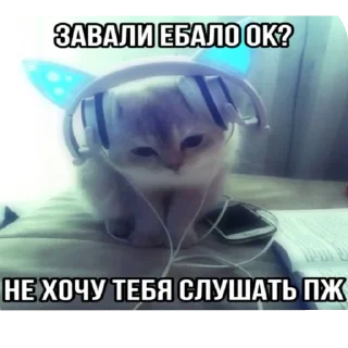Video sticker 🐱 Стики