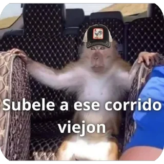 Video sticker 🧢 Chocorol Steal Pack