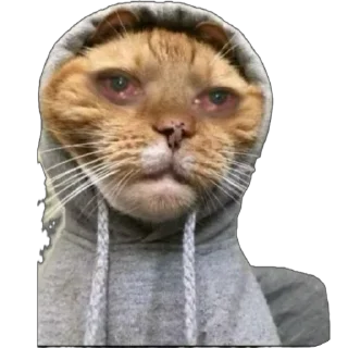 Telegram sticker 🫥 CheoNma’s