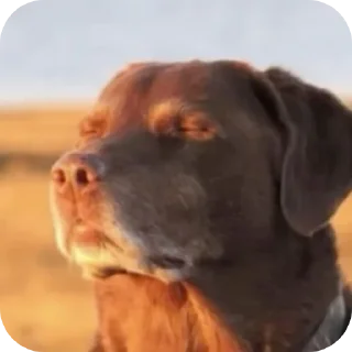 Telegram sticker 🐶 American memes