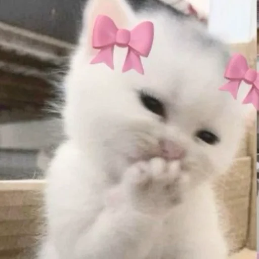 Sticker 🌚 @Moon78692 𝐌ᴏᴏɴ ≛ 𝐅ᴜᴇɢᴏ