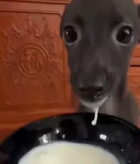 Video sticker 😇 BEZUMIE