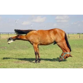 Телеграм стикер 😭 Hors