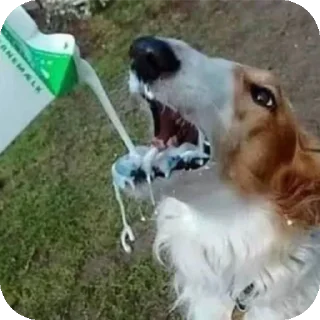 Telegram sticker 🐶 Странные фото 3.0 - @Djdbshq_bot