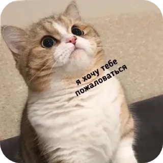 Video sticker 🥰 Больше стиков тут: @stikery4