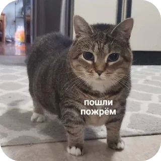 Telegram stiker 🐱 Больше стиков тут: @stikery4
