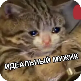 Telegram stiker 🥰 Больше стиков тут: @stikery4