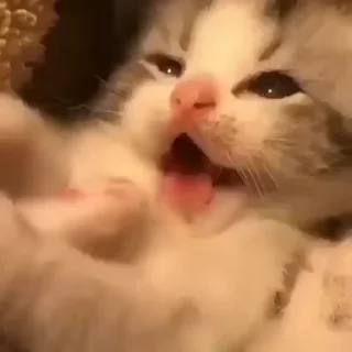 Video sticker 🗑 𝗆𝖺𝖽’𝗌 𝗍𝗋𝖺𝗌𝗁 𝖼𝖺𝗇.