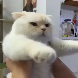 Video sticker 🗑 𝗆𝖺𝖽’𝗌 𝗍𝗋𝖺𝗌𝗁 𝖼𝖺𝗇.