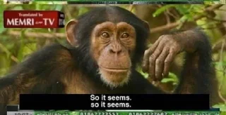 Video sticker 🤔 Pacote do Maranhão 2: O Retorno do Macaco