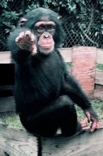 Telegram sticker 👉 Pacote do Maranhão 2: O Retorno do Macaco
