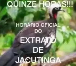 Telegram sticker 🐤 Pacote do Maranhão 2: O Retorno do Macaco