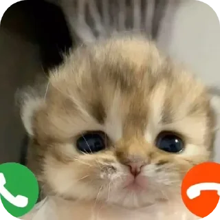 Telegram sticker 🐱 Ætrs щира реакція @Aeternitas_29 @UAStickerbot