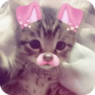 Telegram sticker 🐱 Ætrs щира реакція @Aeternitas_29 @UAStickerbot