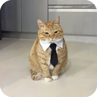 Telegram sticker 🐱 Ætrs щира реакція @Aeternitas_29 @UAStickerbot