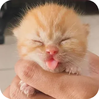Telegram sticker 🐱 Ætrs щира реакція @Aeternitas_29 @UAStickerbot