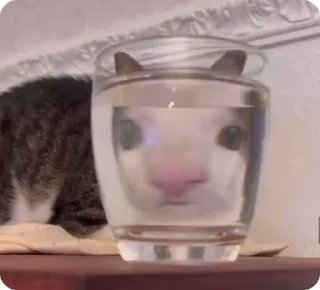 Video sticker 🌟 кисины стики :: @fStikBot