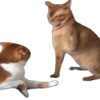 Video sticker 👊 k|K3 Video Steal Pack